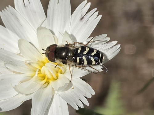 Unknown species found near Palm Springs, CA 92264, USA