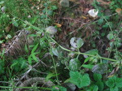 Neoerysiphe galeopsidis