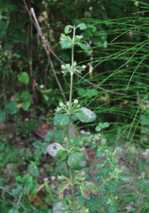 Neoerysiphe galeopsidis