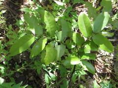 Mkilua fragrans