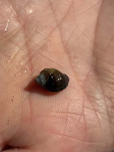Acanthina monodon