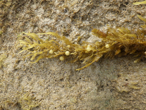 Sargassum vulgare observed 2025-08-24