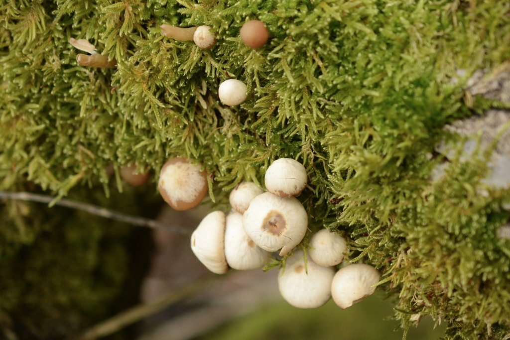 Psathyrella piluliformis · February 2026 · photo: © cryptomarasmius (iNaturalist, cc-by)