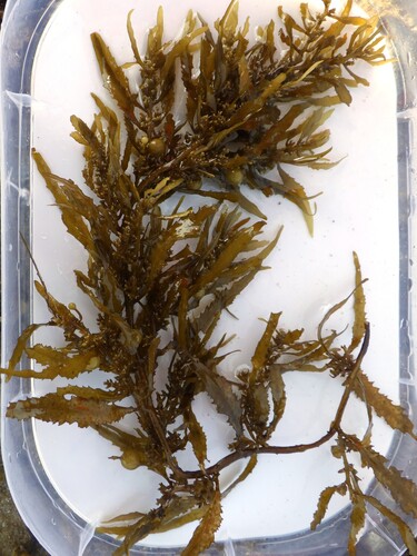 Sargassum vulgare observed 2025-08-24