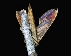 Xylophanes ceratomioides