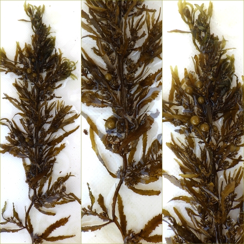 Sargassum vulgare observed 2025-08-24