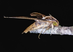 Xylophanes ceratomioides