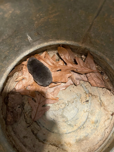 Southern Short-tailed Shrew observed by clemjanssen