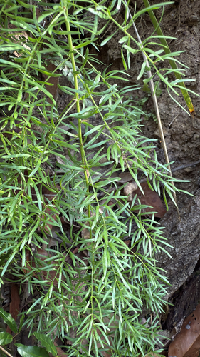 Asparagus densiflorus