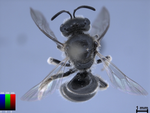 iNaturalist observation photo of Lasioglossum