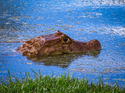 Broad-snouted Caiman