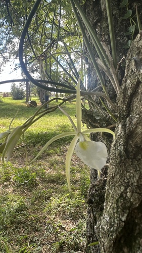 Foto de Orquídea Cebolinha