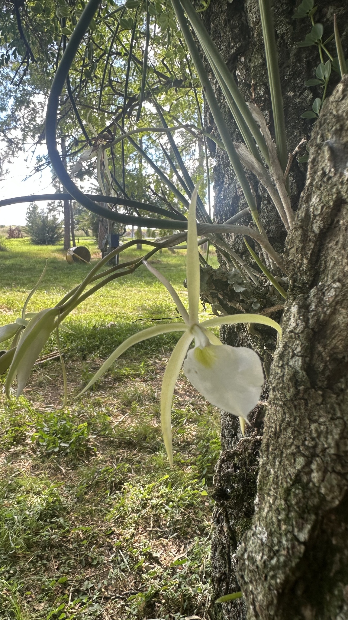 Imagem de Orquídea Cebolinha
