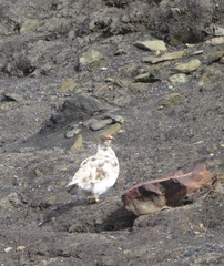 Lagopus muta hyperborea