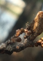 Bactericera shepherdiae