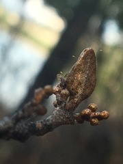Bactericera shepherdiae