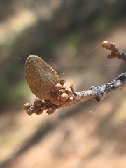 Bactericera shepherdiae