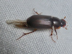 Acrossidius tasmaniae