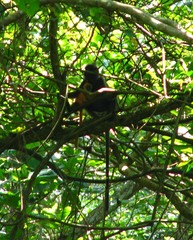 Trachypithecus selangorensis