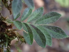 Solanum uleanum, photograph Lynn Harper, CC0, iNaturalist via GBIF