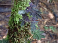 Solanum uleanum, photograph Lynn Harper, CC0, iNaturalist via GBIF