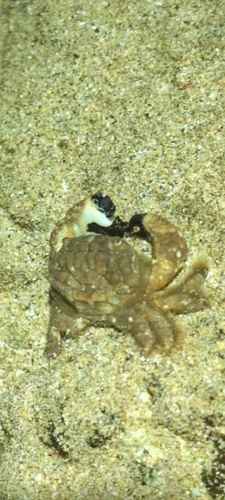 Pilodius areolatus observed 2026-02-18