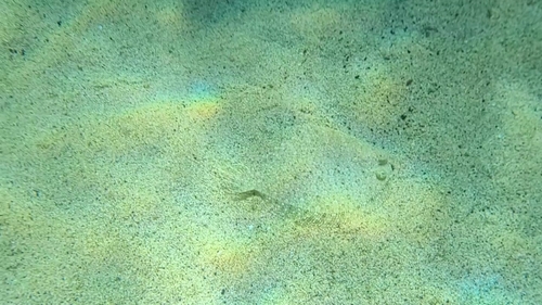 Bothus podas