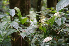 Begonia cooperi image