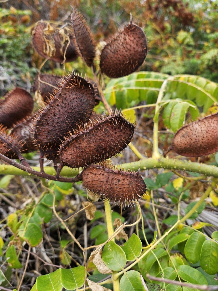 Nickernut Beanshell Nickernut from Brevard County, FL, USA on February 18, 2026 at 01:11 PM ...