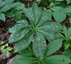 Erysiphe hellebori