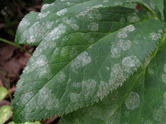 Erysiphe hellebori