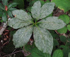 Erysiphe hellebori