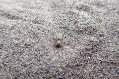 Anoteropsis litoralis