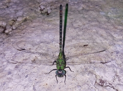 Coryphaeschna adnexa