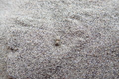 Anoteropsis litoralis