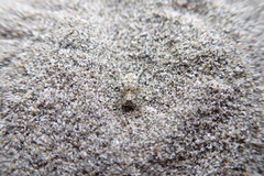 Anoteropsis litoralis