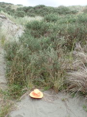 Anoteropsis litoralis