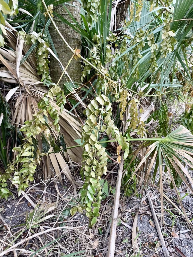 Nickernut Beanshell Nickernut from Canaveral National Seashore, Oak Hill, FL, US on ...