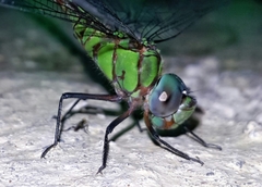 Coryphaeschna adnexa