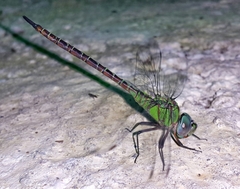 Coryphaeschna adnexa