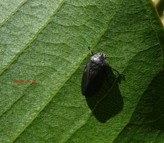Prosapia ignifera