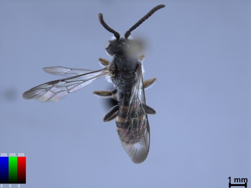 iNaturalist observation photo of Nomad Bees