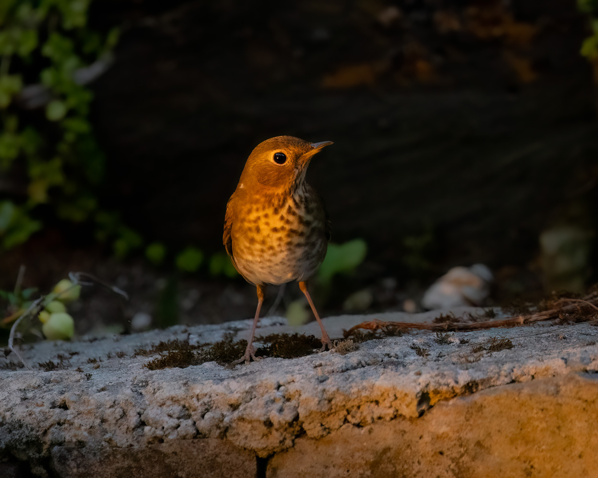Swainson's Thrush (Catharus ustulatus), photo 7