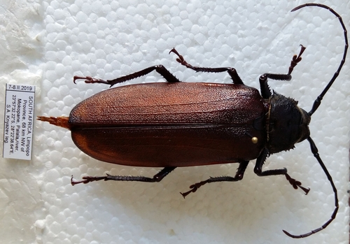 Macrotoma natala
