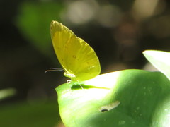 Eurema floricola