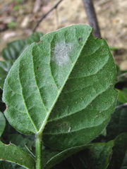 Erysiphe trifoliorum