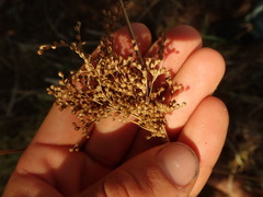 Juncus polyanthemus