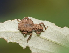 Amisallus