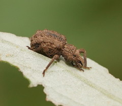 Amisallus