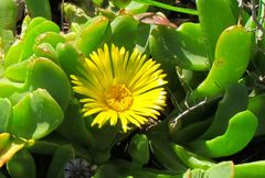 Glottiphyllum